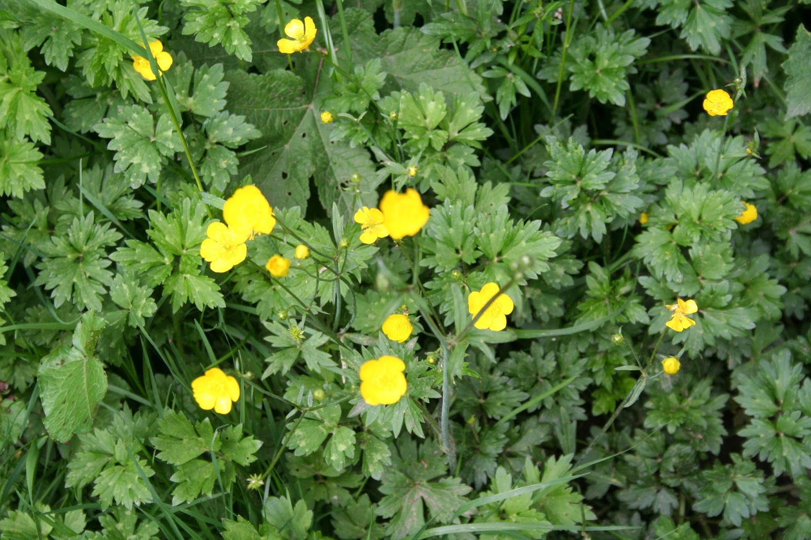 Filnore Woods Blog Buttercups