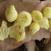 Herbal plants of Sri Lanka: Mee,(Madhuca longifolia, Bassia Longifolia, )