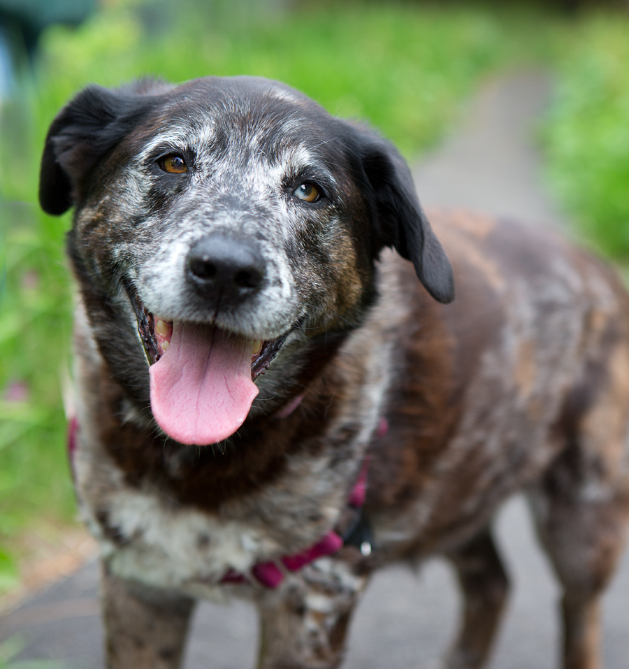 "LICKERS" delightful Cattle dog (Lab?) mix Animals And More