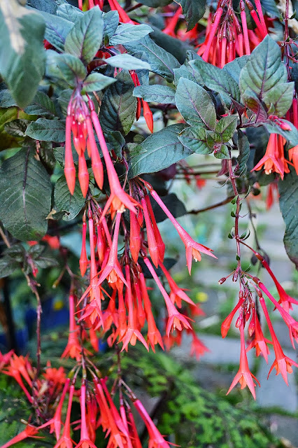The Outlaw Gardener: Hardy Fuchsias, my favorite plant in ...