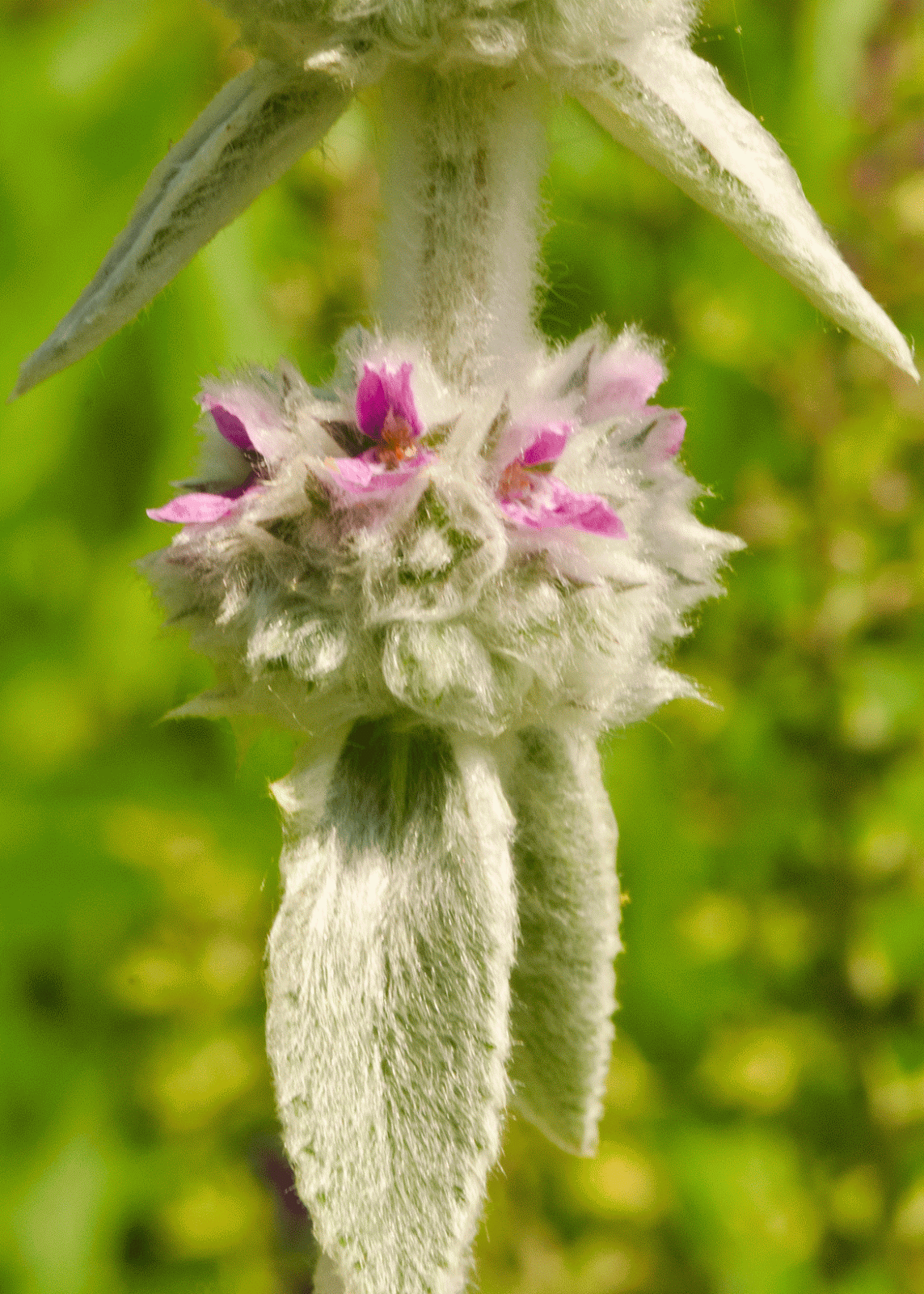 Journeys With Judy Flowers of Sainte Genevieve MO