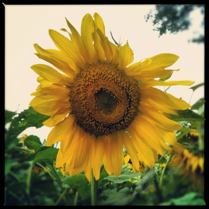 A Creative Chelle Sunflowers And Ice Cream