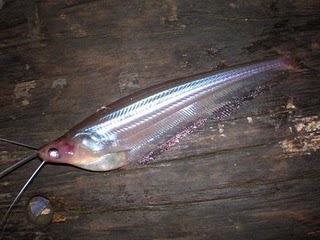 Galaxie Joran: Jenis Ikan Air Tawar