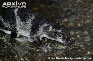 o maravilhoso mundo dos animais marsupiais