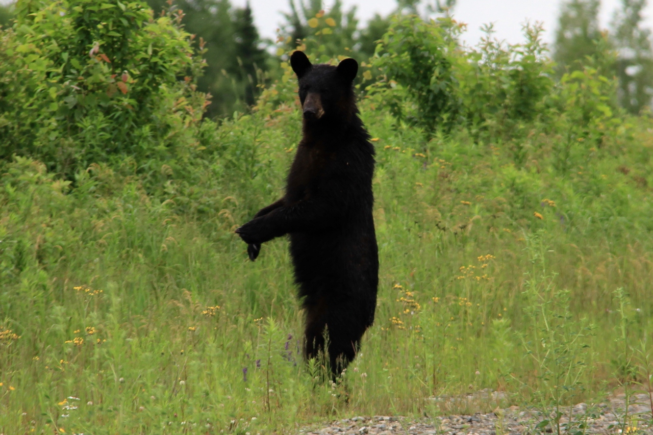 Hiking Trails of Nova Scotia Wildlife Encounters