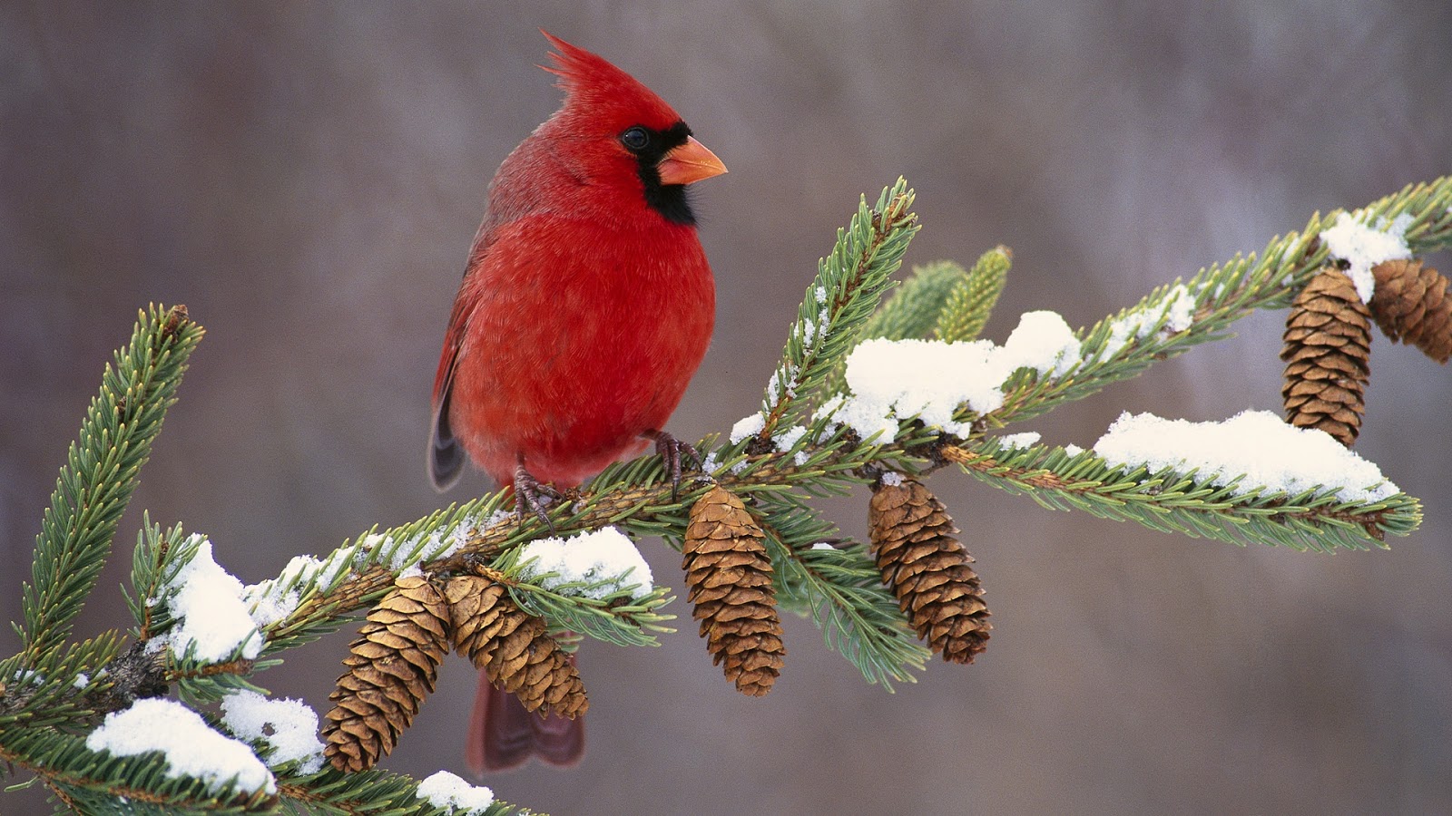 Bird Directory Northern Cardinal Of Christmas