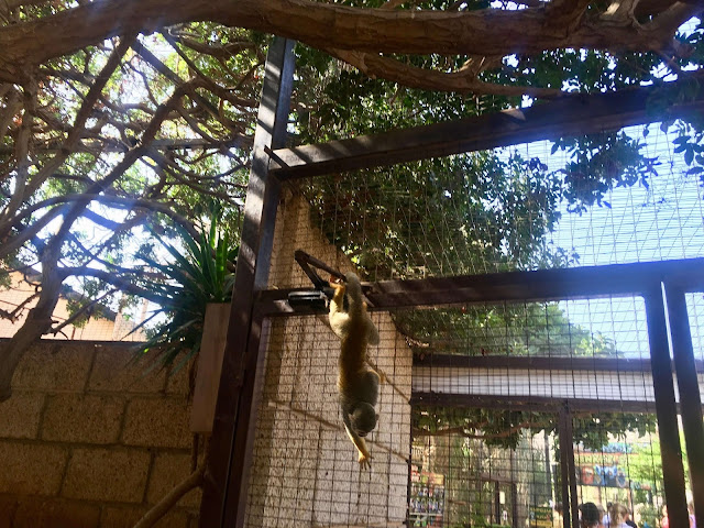 Monkey-parking-los-cristianos-monkeying-around-monkey Monkey-parking-los-cristianos-monkeying-around-monkey
