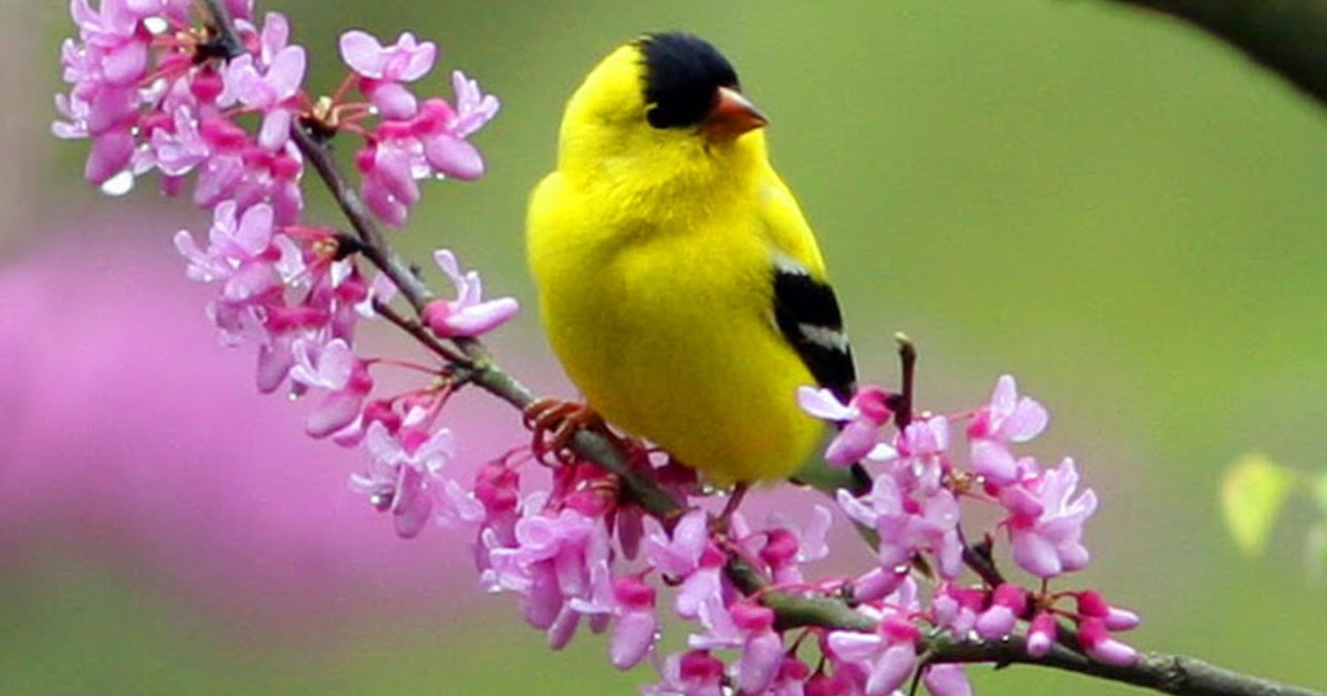 Art, nature et culture en CPE: Les oiseaux