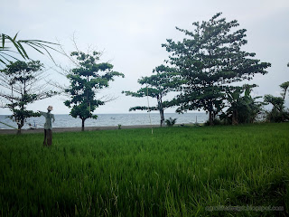 Beachfront Rice Fields Scenery At Umeanyar Village, Buleleng Regency, North Bali, Indonesia