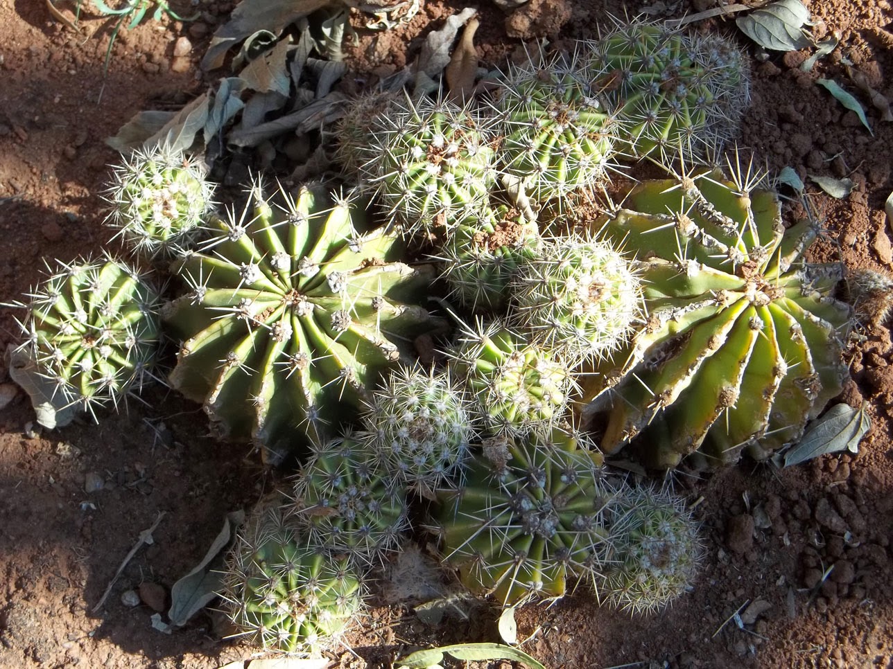 Gardening in Africa Building up a collection of