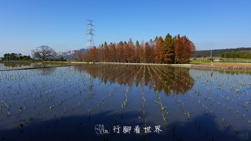 【遊。台中后里】泰安鐵道文化園區～走進北歐風情畫--泰安落羽