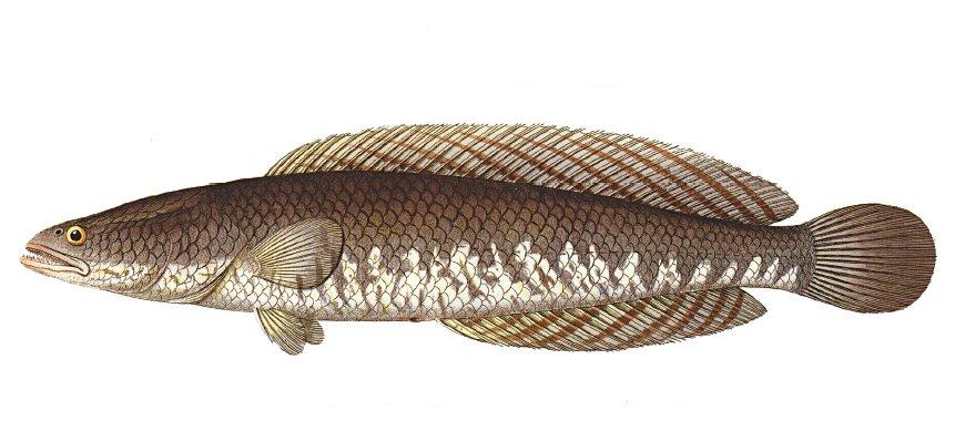  Ikan  gabus  Ophiocephalus striatus Indonesian 