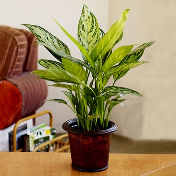 trang_tri_cay_xanh_ban_lam_viec_01