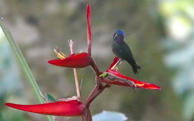 Colibris du Costa Rica Purple-throated%2Bmontain%2Bgem_DSC01747