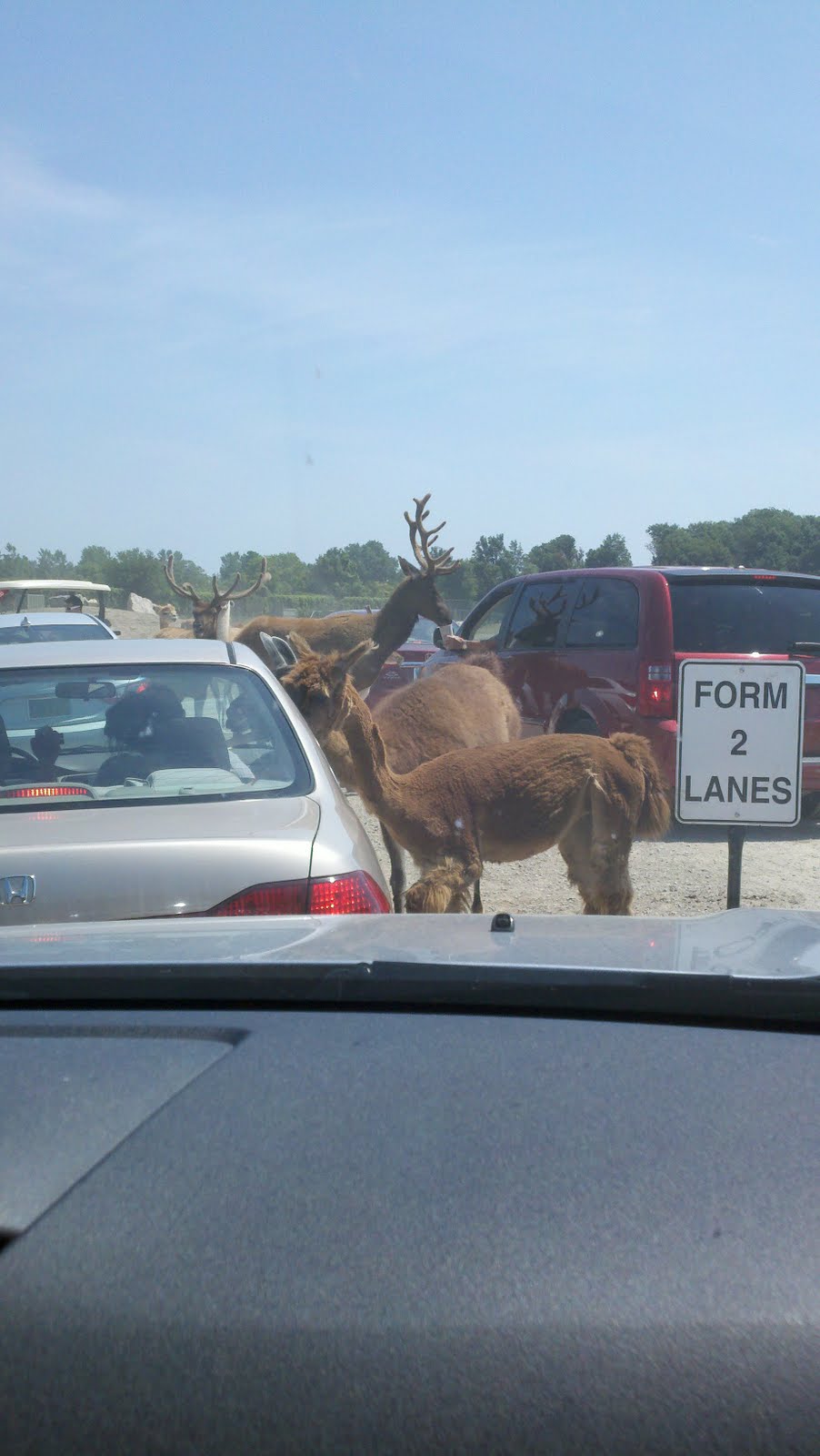 Two Dudes and a Diva: African Safari Wildlife Park