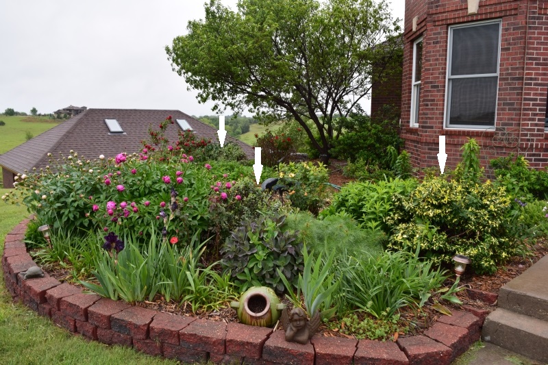 Love My Garden Evergreen Plants