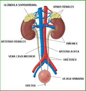 sistema renal