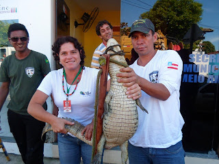 No dia 11 de junho, a equipe de Fiscalização Ambiental da Secretaria de Meio Ambiente de Porto Seguro capturou um jacaré fêmea da espécie papo amarelo.
