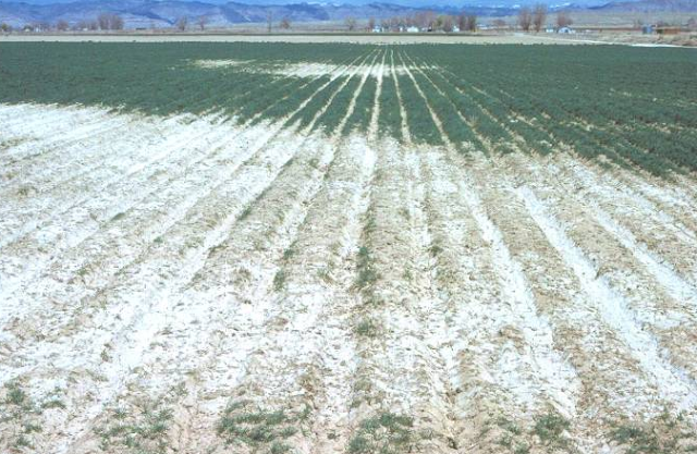 How to manage Saline Soils