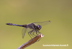 tuomovirtanen valkeakoski sympetrum koiras danae