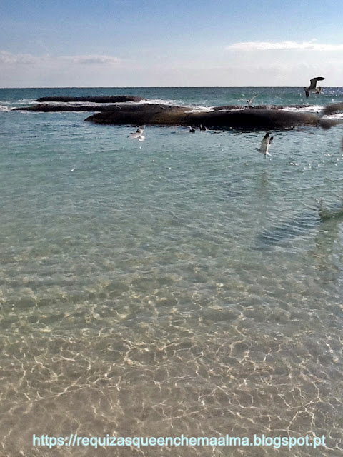 Praia Aves