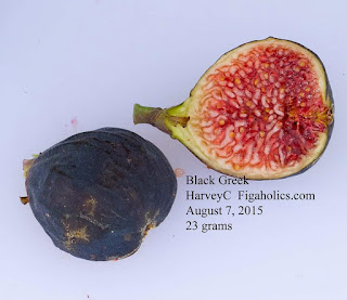 Black Greek Fig - Var Tin