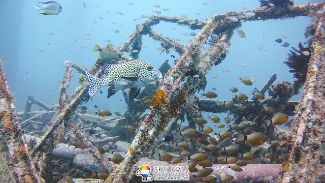 A swarm of different and colorful fishes fighting the current in a shipwreck