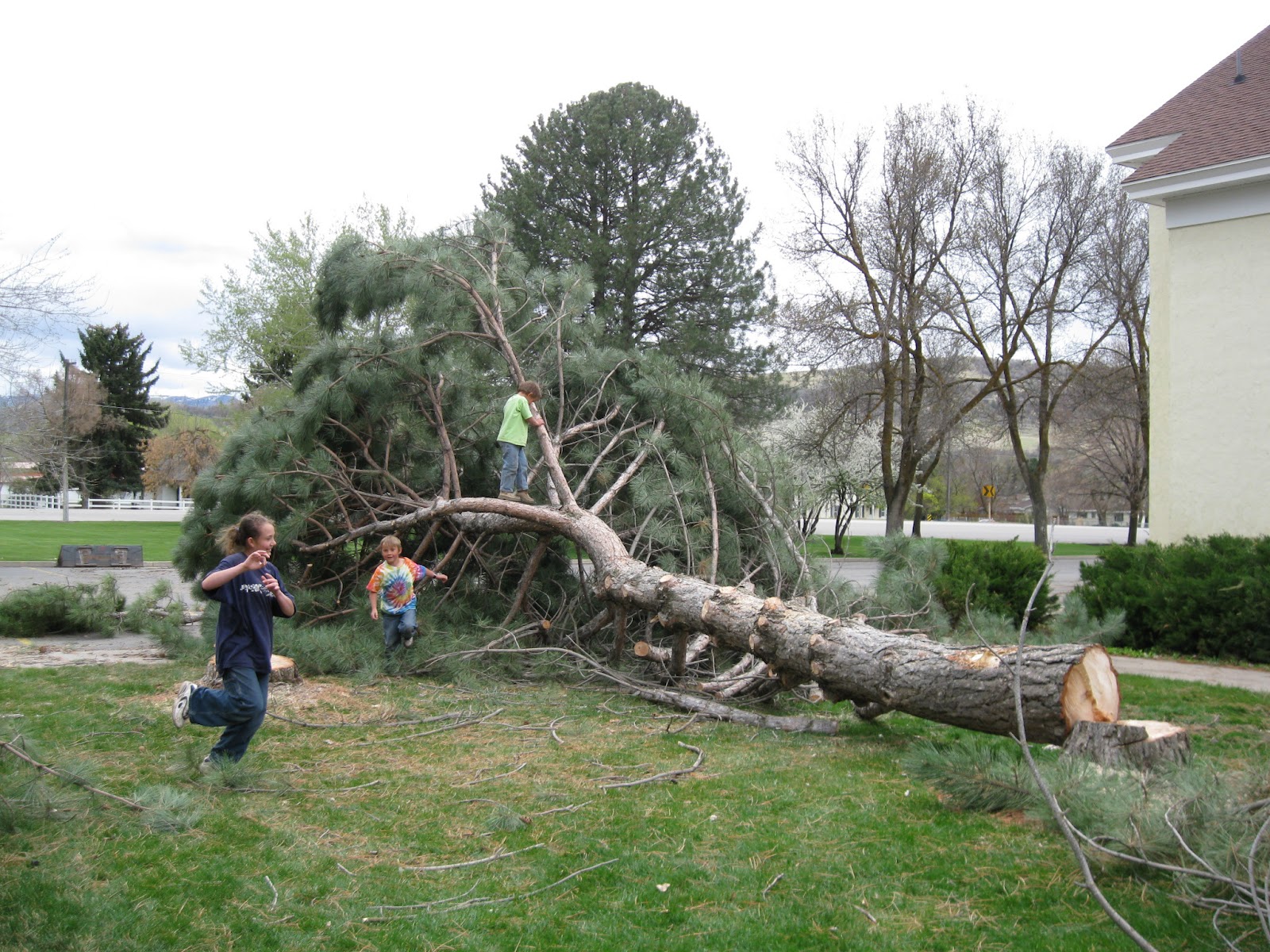 A Little Peace in Paradise Junior Cutting Down Trees at the Old