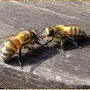 Deux abeilles qui échangent de la nourriture