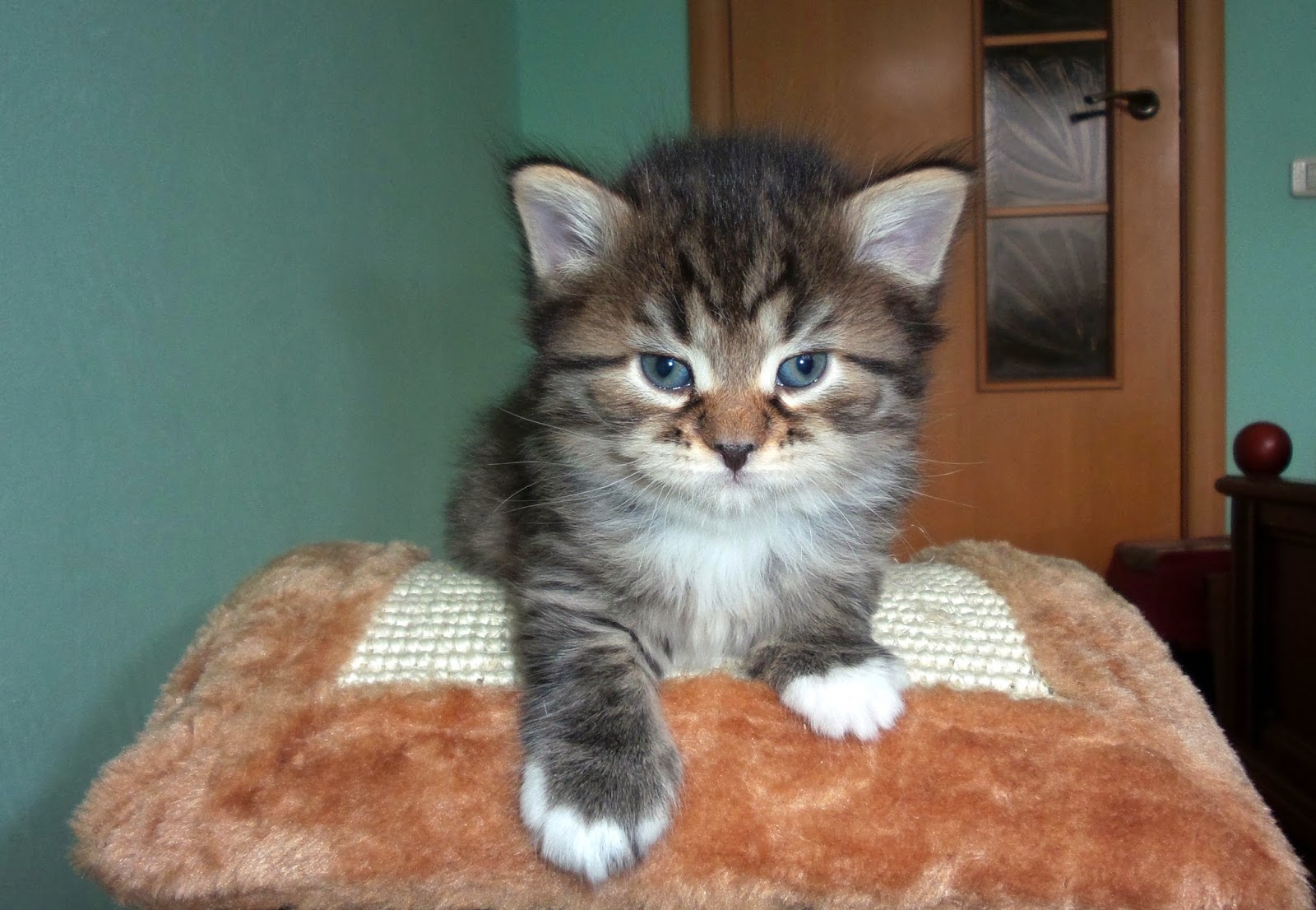Сибирский котенок 3 недели