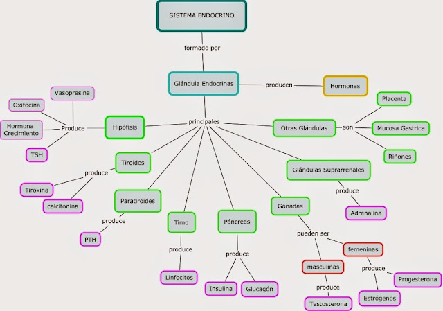 Resultado de imagen para esquema del sistema endocrino masculino y femenino