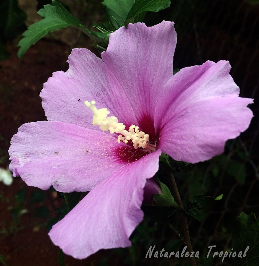 Flor característica de la especie Hibiscus syriacus, llamada Rosa de Siria