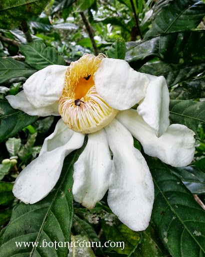 Gustavia superba, Membrillo flower