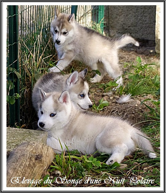 Elevage Husky du Songe d'une Nuit Polaire Portée de Huskys LOF