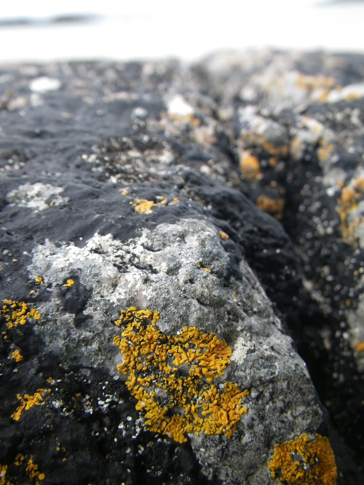 Rock Pooling: Rocky shore - Coll- The Hebrides