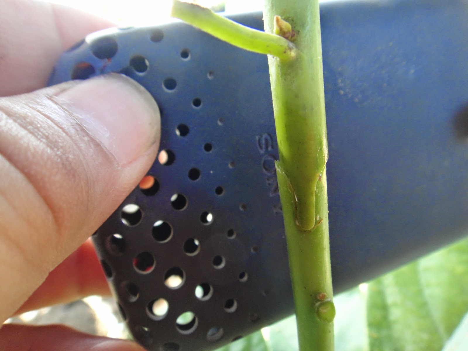 Experimental Farming Grafting Tools, First Trial.
