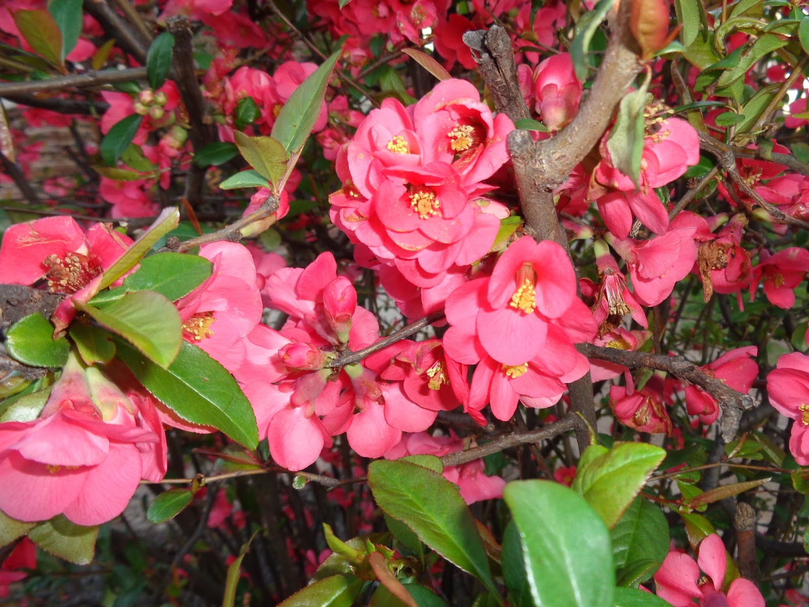 Plaintalker II Flowering Quince, A Spring Favorite