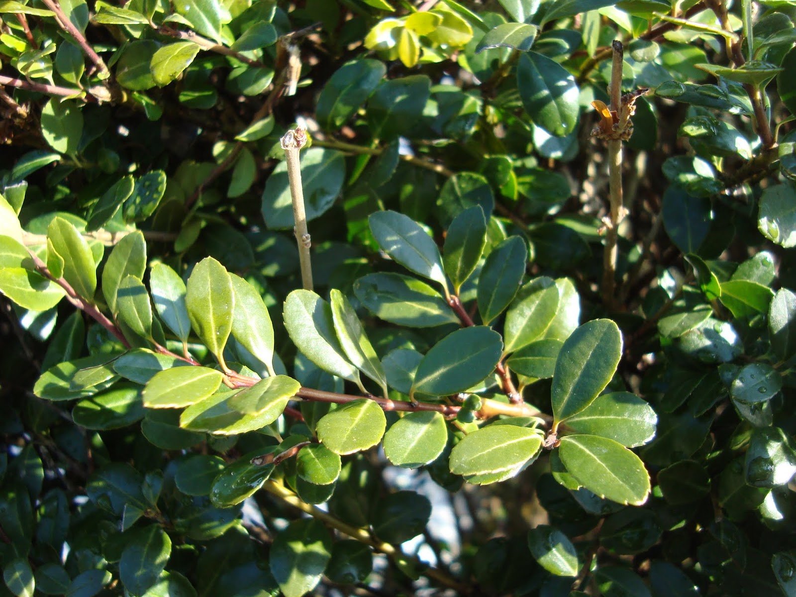 Boxwood Dirt Simple