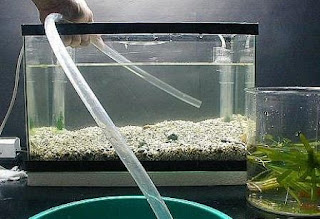 Aquarium Pemijahan Ikan Cupang