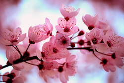 blossom cherry prunus sakura serrulata lovely さくら site called