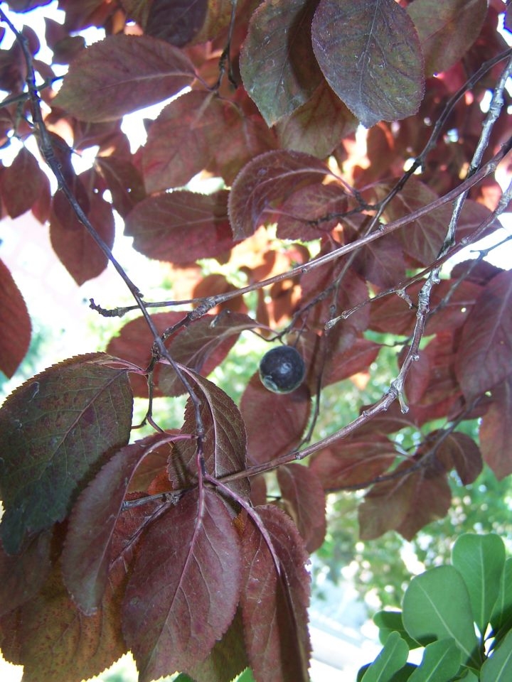 Galefod: CIRUELO JAPONÉS