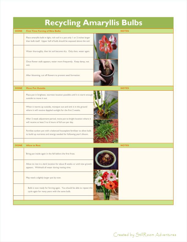 Forcing Bulbs A Howto Guide