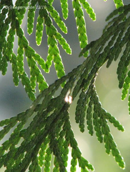 Listening to the Land: Rain onto Cedar