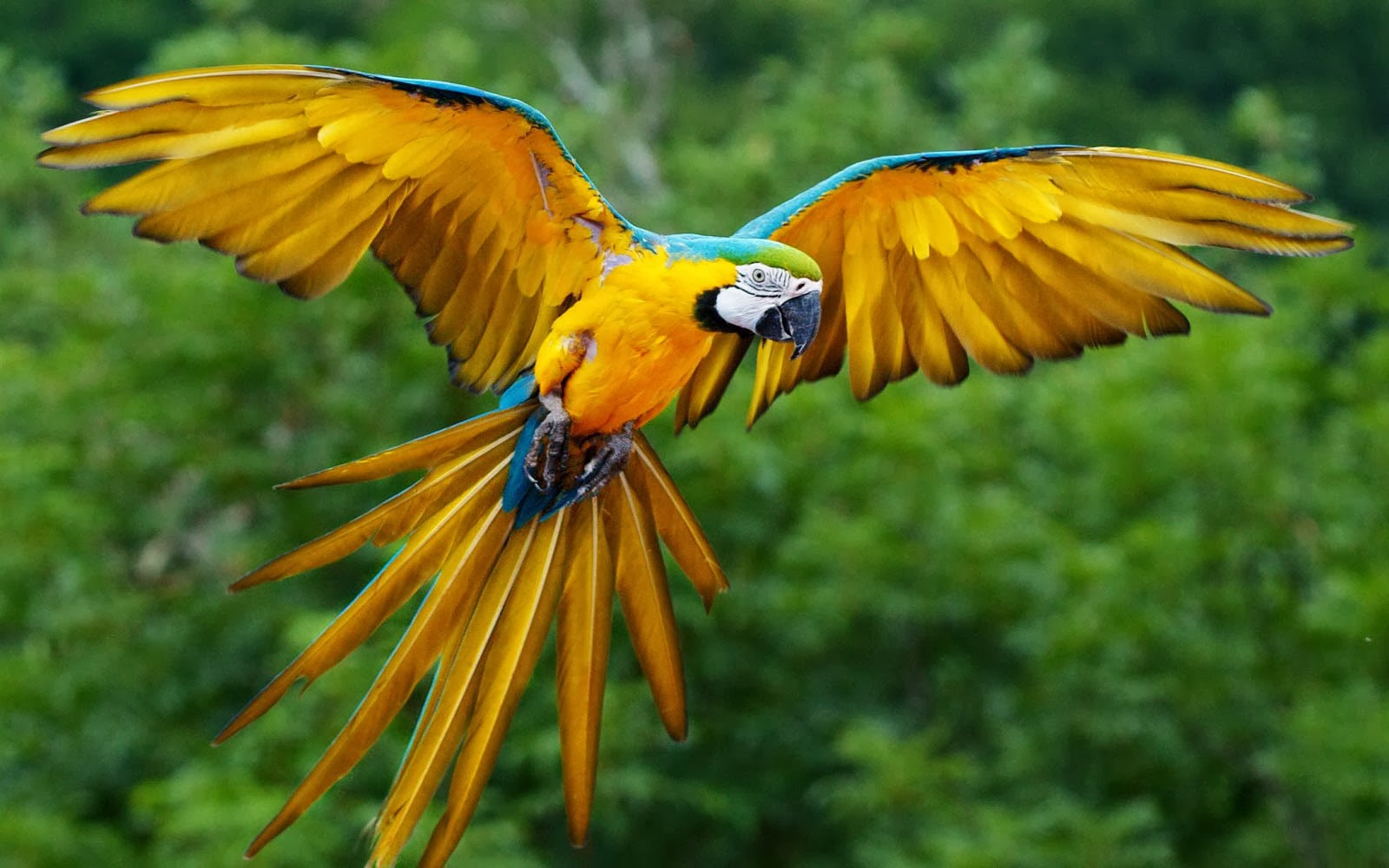 Wallpapers Parrots Wallpapers