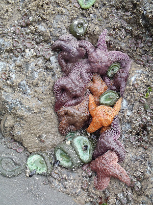 Olympic National Park Ruby Beach Starfish