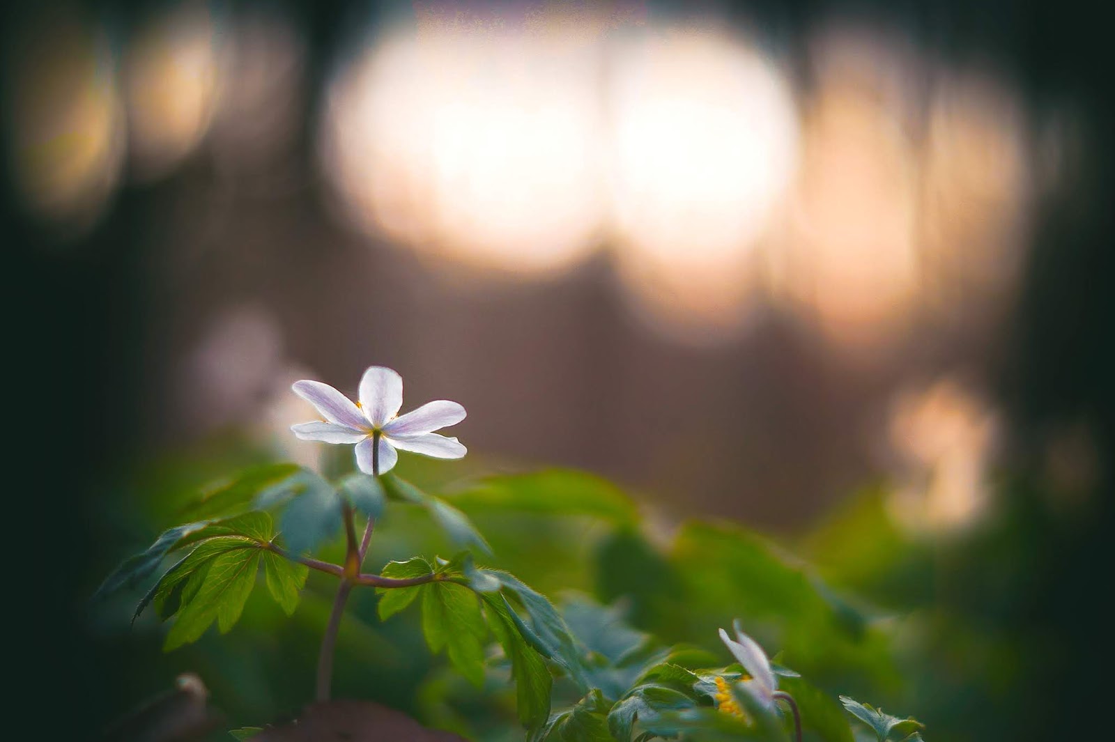 Wo Stille Wohnt Und Glanz April 2019