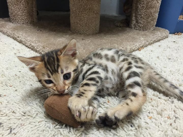 Hermes Deluxe Cattery Bengal Cat Breeder In Georgia Bengal