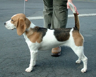 Beagle-dogs-pets-dog breeds