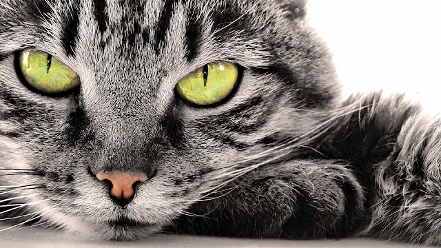 Grijze kat met gele ogen