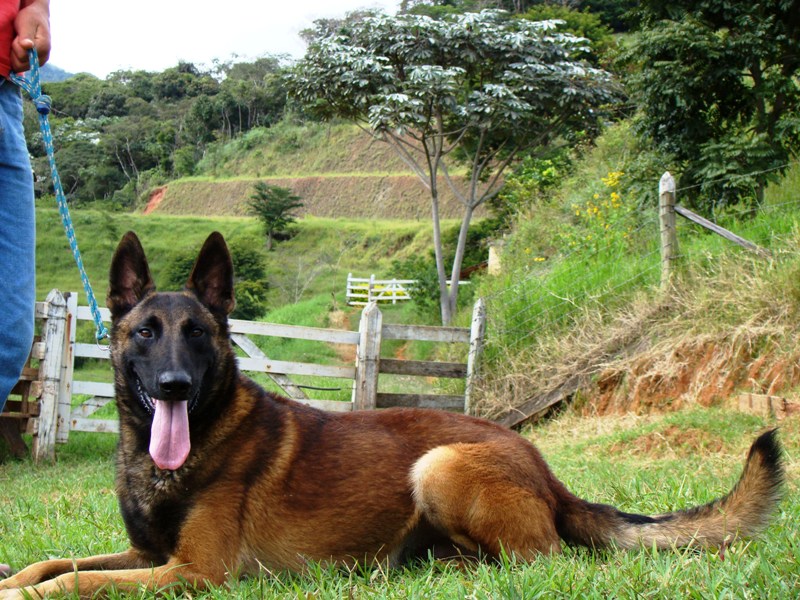 Pastor belga malinois encarvoado Clearance